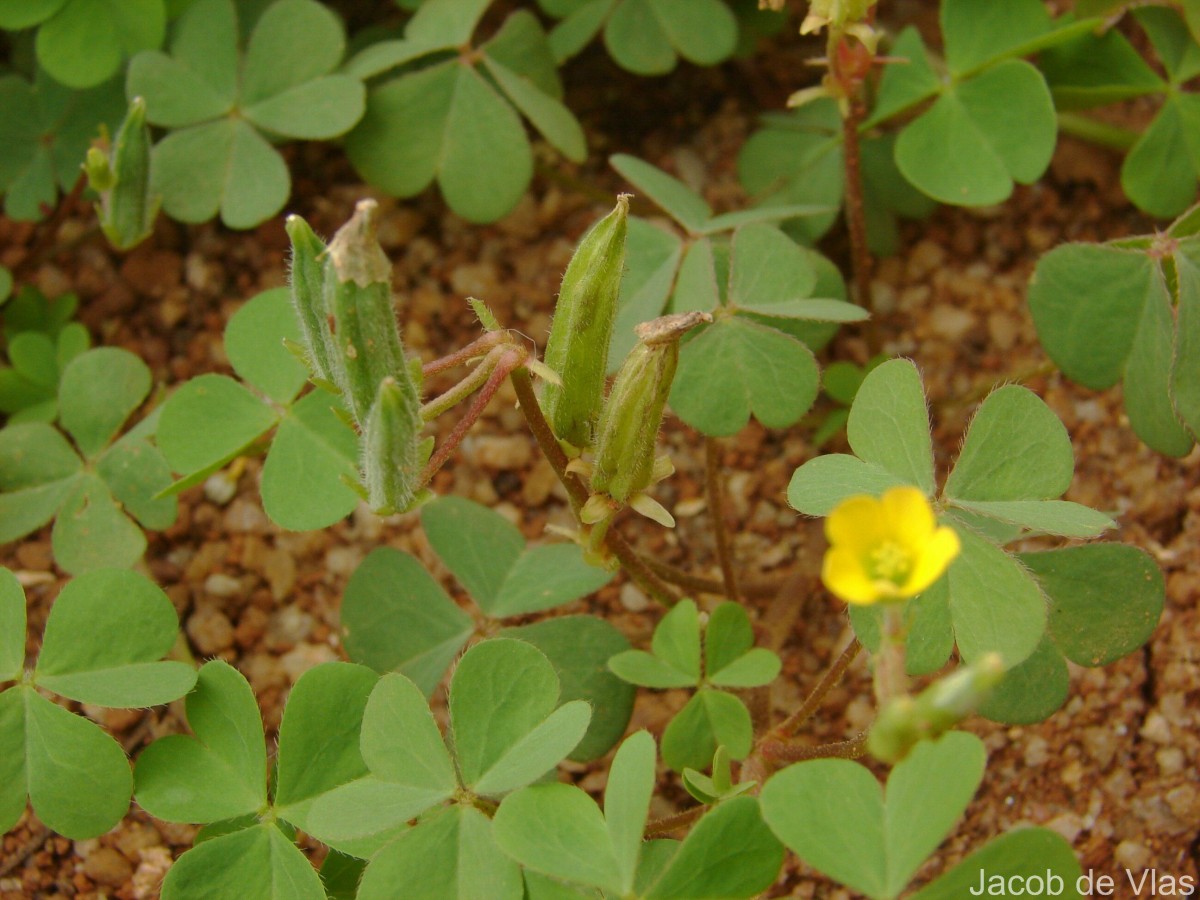 Oxalis corniculata L.